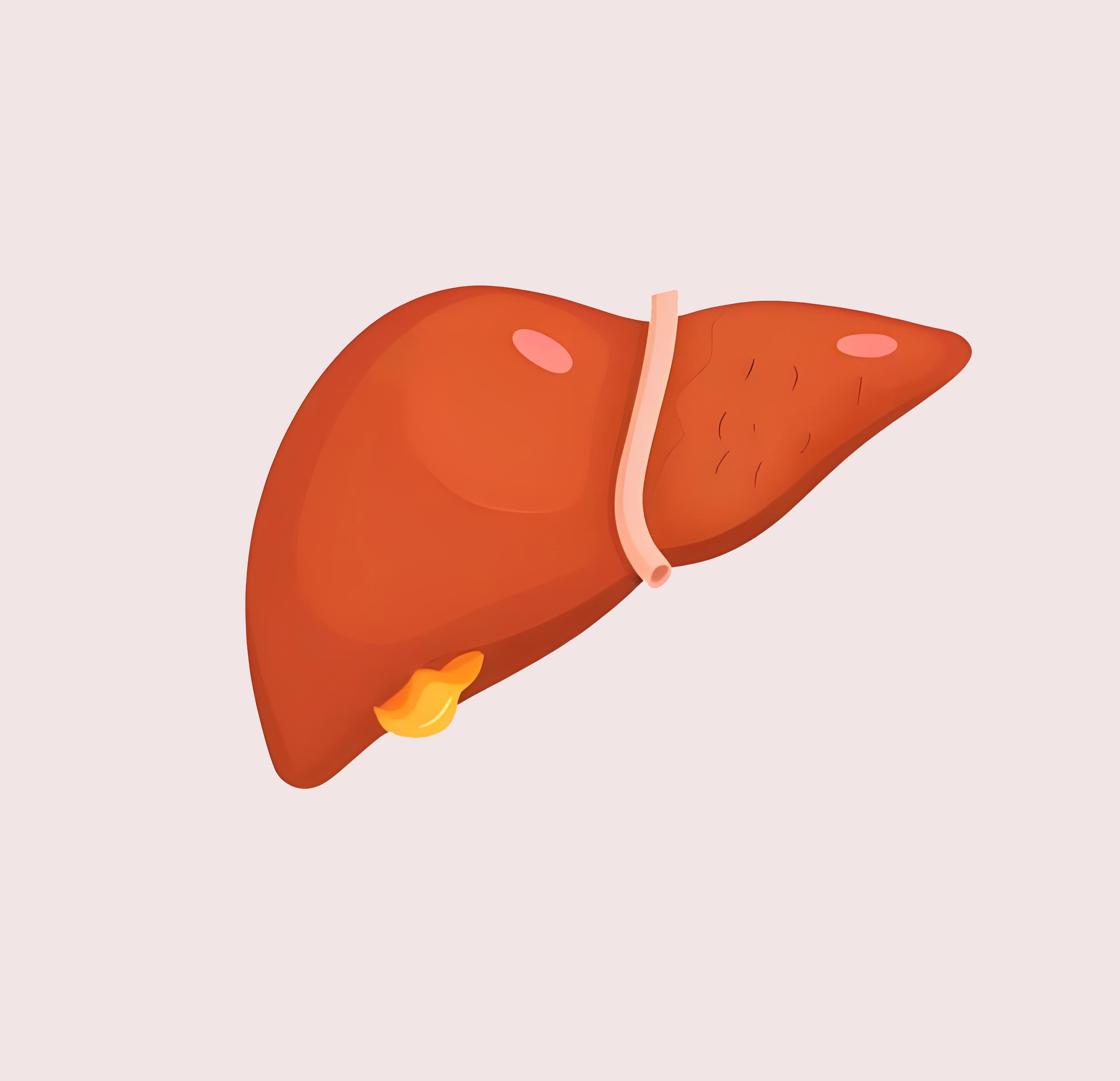 肝脏养护秘诀：这7个习惯比吃药管用